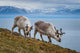 Svalbard Reindeer Grazing Poster Print by Yuri Choufour