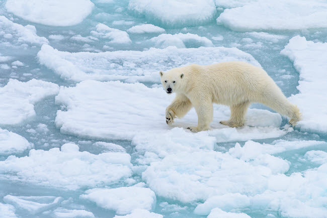 Polar bear on the move in Svalbard, Norway poster print by Yuri Choufour.
