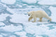 Polar bear on the move in Svalbard, Norway poster print by Yuri Choufour.