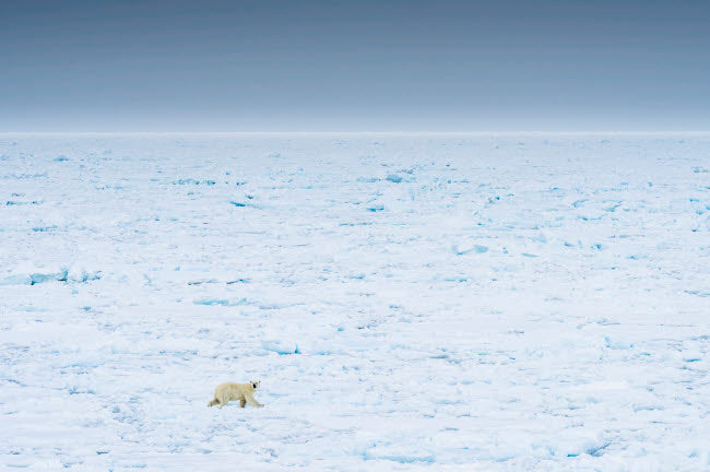 Norway Svalbard Polar Bear landscape poster print by Yuri Choufour
