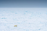 Norway Svalbard Polar Bear landscape poster print by Yuri Choufour