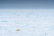 Norway Svalbard Polar Bear landscape poster print by Yuri Choufour