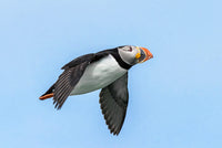 Atlantic Puffin Flying Poster Print by Yuri Choufour, showcasing vibrant colors and stunning imagery.