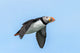 Atlantic Puffin Flying Poster Print by Yuri Choufour, showcasing vibrant colors and stunning imagery.