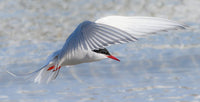 Norway Svalbard Spitsbergen Magdalenefjorden Arctic tern poster print by Yuri Choufour