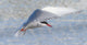 Norway Svalbard Spitsbergen Magdalenefjorden Arctic tern poster print by Yuri Choufour