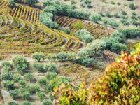 Autumn in Douro Valley poster print featuring terraced vineyards by Julie Eggers.