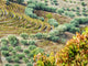 Autumn in Douro Valley poster print featuring terraced vineyards by Julie Eggers.