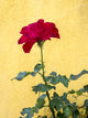 Red rose blooming against a bright yellow house in Obidos, Portugal.