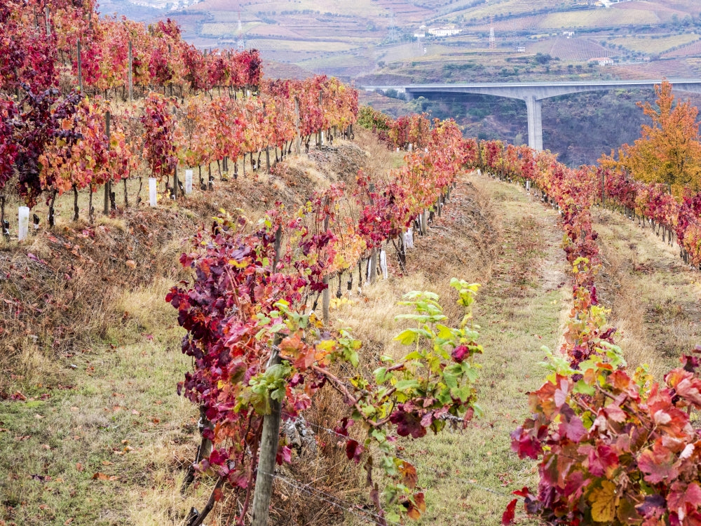 Douro Valley vineyards in autumn poster print by Julie Eggers
