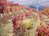 Douro Valley vineyards in autumn poster print by Julie Eggers