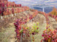 Douro Valley vineyards in autumn poster print by Julie Eggers