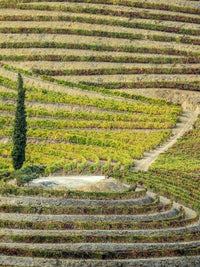 Portugal Douro Valley vineyards autumn poster print by Julie Eggers