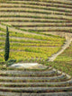 Portugal Douro Valley vineyards autumn poster print by Julie Eggers