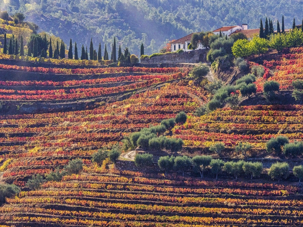 Douro Valley vineyards in autumn poster print by Julie Eggers