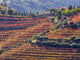 Douro Valley vineyards in autumn poster print by Julie Eggers