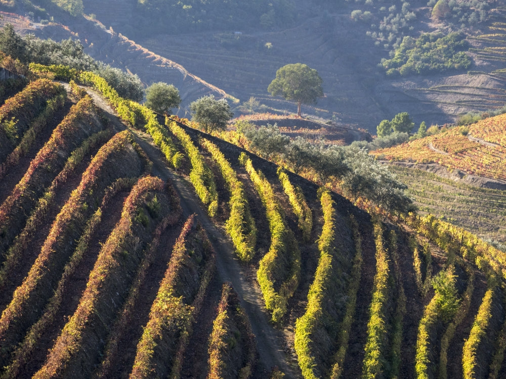 Douro Valley Vineyards in Autumn Poster Print by Julie Eggers