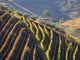 Douro Valley Vineyards in Autumn Poster Print by Julie Eggers