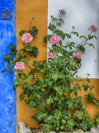 Roses Growing Poster Print by Terry Eggers showcasing vibrant blooms.