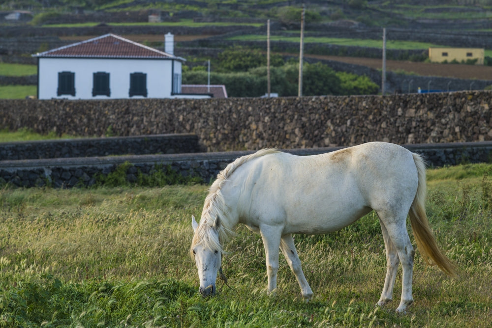 Porto Negrito Horse Poster Print by Walter Bibikow showcasing a horse in the Azores.