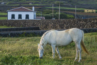 Porto Negrito Horse Poster Print by Walter Bibikow showcasing a horse in the Azores.