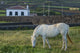 Porto Negrito Horse Poster Print by Walter Bibikow showcasing a horse in the Azores.