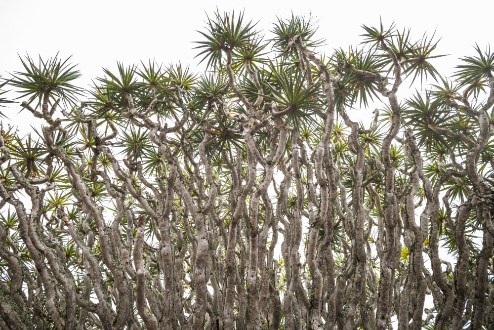 Dragon Tree Poster Print from Pico Island, Azores by Walter Bibikow