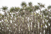 Dragon Tree Poster Print from Pico Island, Azores by Walter Bibikow