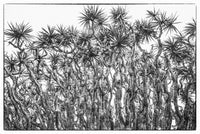 Dragon Tree poster print from Pico Island, Azores by Walter Bibikow.