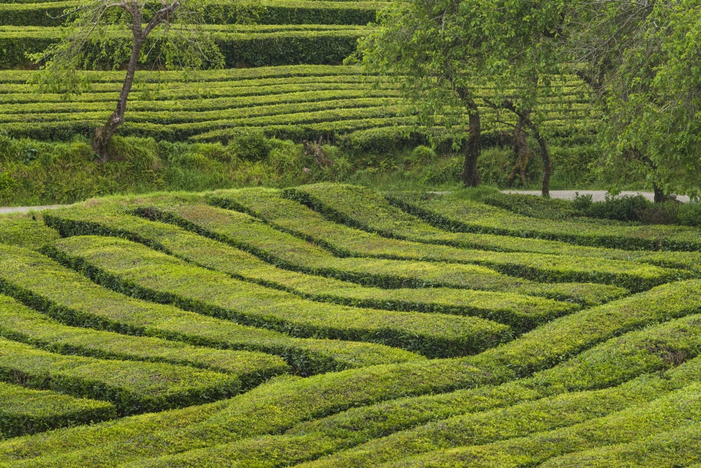 Gorreana Tea Plantation Poster Print by Walter Bibikow showcasing lush tea fields.