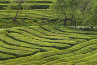 Gorreana Tea Plantation Poster Print by Walter Bibikow showcasing lush tea fields.