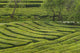 Gorreana Tea Plantation Poster Print by Walter Bibikow showcasing lush tea fields.