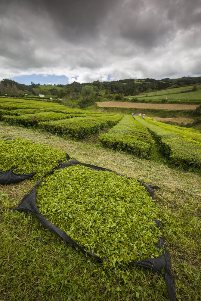 Gorreana Tea Plantation Poster Print showcasing lush green tea fields on Sao Miguel Island, Portugal.
