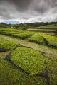 Gorreana Tea Plantation Poster Print showcasing lush green tea fields on Sao Miguel Island, Portugal.