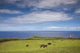 Ponta de Cintrao landscape poster print by Walter Bibikow featuring cattle and lighthouse on Sao Miguel Island, Azores.