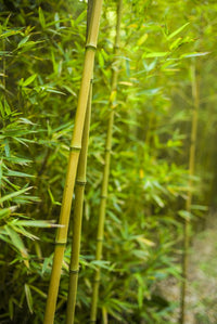 Terra Nostra Garden Bamboo Forest Poster Print by Walter Bibikow