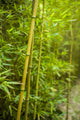 Terra Nostra Garden Bamboo Forest Poster Print by Walter Bibikow