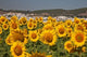 Sunflower Fields Poster Print by Julie Eggers, vibrant floral art.