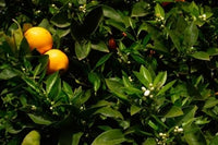 Orange Tree Poster Print by Russell Young - Tenerife, Canary Islands