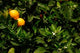 Orange Tree Poster Print by Russell Young - Tenerife, Canary Islands