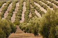 Olive Groves, Jaen, Spain Poster Print by Walter Bibikow showcasing beautiful olive trees.