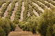 Olive Groves, Jaen, Spain Poster Print by Walter Bibikow showcasing beautiful olive trees.