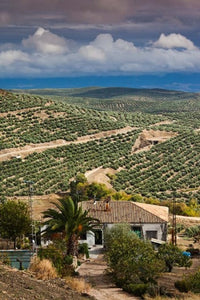 Olive Groves in Ubeda, Spain Poster Print by Walter Bibikow