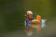 http://c328301.r1.cf1.rackcdn.com/PDDEU33DSL0035.jpg