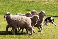 http://c328301.r1.cf1.rackcdn.com/PDDNA02PWO0028.jpg