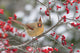 Male Northern Cardinal Fine Art Print in Winterberry Bush by Richard & Susan Day