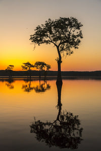 Lake Martin Sunrise Swamp Poster Print by Jaynes Gallery