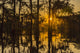Atchafalaya National Wildlife Refuge Sunrise Poster Print
