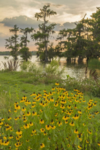 Cypress trees and coneflowers at sunset - Louisiana poster print