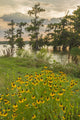 Cypress trees and coneflowers at sunset - Louisiana poster print